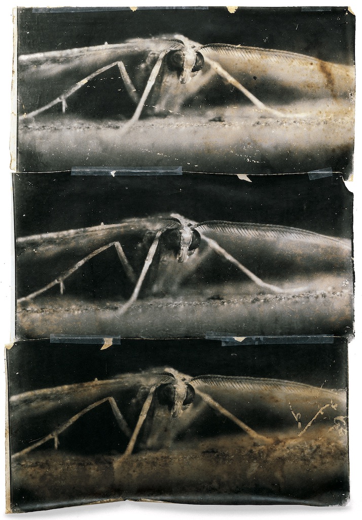 MIKE & DOUG STARN ATTRACTED TO LIGHT SET Doug & Mike Starn